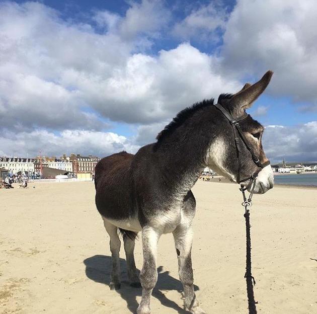 Willa The Weymouth Sea Front Holiday Flat Zewnętrze zdjęcie